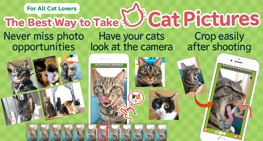 The Best Way to Take Cat Pictures